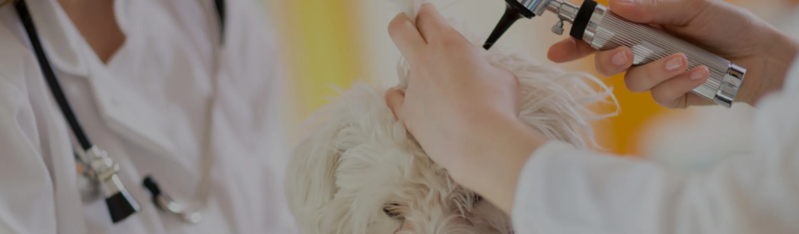 White fluffy dog getting its ear checked by a veterinarian